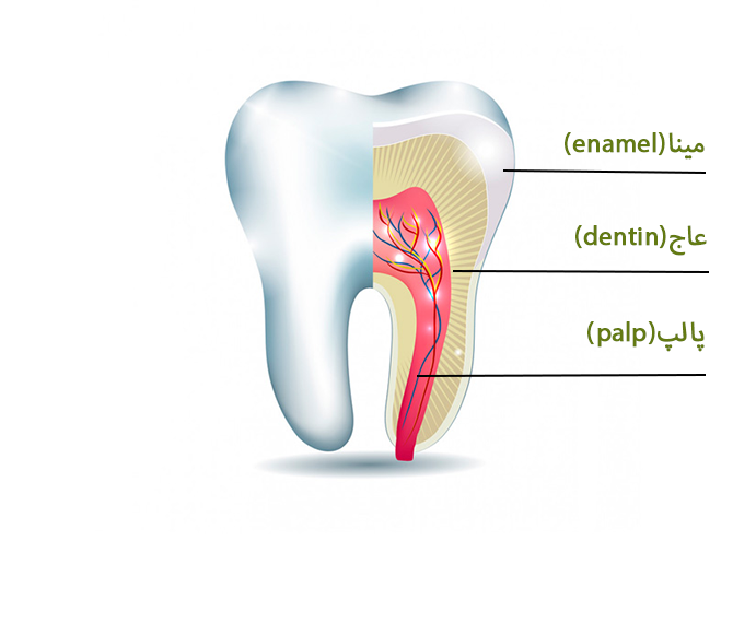 دندان از سه بخش اصلی تشکلیل شده است...